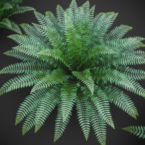 Ostrich Fern 3D Plant Low Poly Screenshot 2