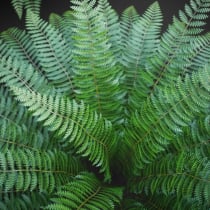 Ostrich Fern 3D Plant Low Poly Screenshot 3