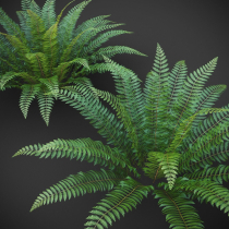 Ostrich Fern 3D Plant Low Poly Screenshot 4